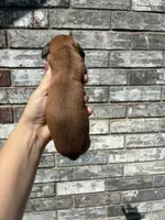Rose, a female Miniature Dachshund for sale in Paris, TX – 10 of 10