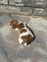 Misfit, a male Miniature Dachshund for sale in Paris, TX – 3 of 9