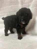 Lady, a female Poodle - Toy  for sale in Paris, TX – 4 of 8