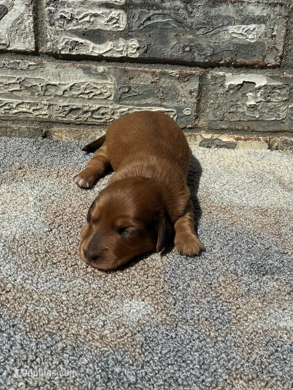 Rose – Miniature Dachshund puppy for sale in Paris, TX