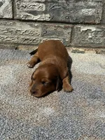 Rose, a female Miniature Dachshund for sale in Paris, TX – 1 of 10