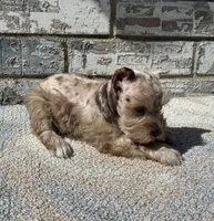 Cocoa , a female Miniature Schnauzer for sale in Paris, TX – 3 of 10