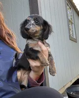Poppy, a female Miniature Dachshund for sale in Paris, TX – 3 of 10