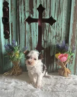 Kane, a male Yorkshire Terrier for sale in Paris, TX – 2 of 7