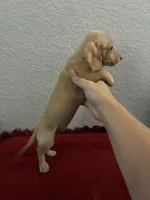 Jasper, a male Miniature Dachshund for sale in Paris, TX – 5 of 6