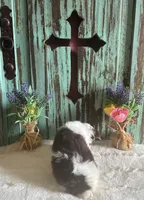 Kane, a male Yorkshire Terrier for sale in Paris, TX – 4 of 7