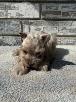 Cocoa , a female Miniature Schnauzer for sale in Paris, TX – 9 of 10