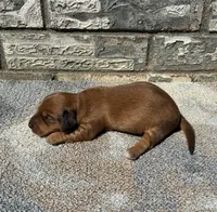 Rose, a female Miniature Dachshund for sale in Paris, TX – 7 of 10