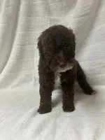 Nova, a female Poodle - Toy  for sale in Paris, TX – 4 of 9