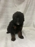 Lady, a female Poodle - Toy  for sale in Paris, TX – 3 of 8