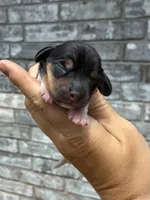 Lady, a female Miniature Dachshund for sale in Paris, TX – 2 of 8
