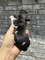 Lady, a female Miniature Dachshund for sale in Paris, TX – 7 of 8