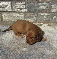 Rose (dapple), a female Miniature Dachshund for sale in Paris, TX – 3 of 10
