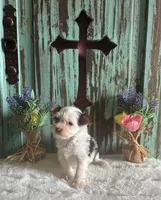 Kane, a male Yorkshire Terrier for sale in Paris, TX – 7 of 7