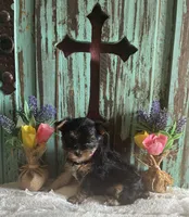 Eve, a female Yorkshire Terrier for sale in Paris, TX – 10 of 10