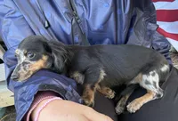 Poppy, a female Miniature Dachshund for sale in Paris, TX – 7 of 10