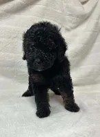 Zoro, a male Poodle - Toy  for sale in Paris, TX – 5 of 6