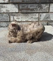 Cocoa , a female Miniature Schnauzer for sale in Paris, TX – 4 of 10