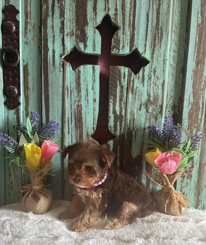 Lyla  – Yorkshire Terrier puppy for sale in Paris, TX