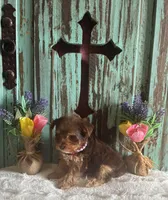 Lyla , a female Yorkshire Terrier for sale in Paris, TX – 1 of 8