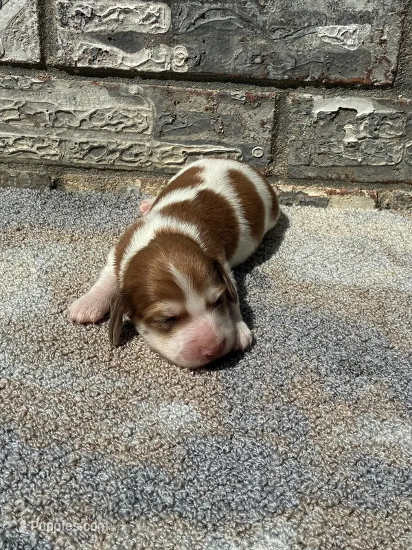 Misfit – Miniature Dachshund puppy for sale in Paris, TX