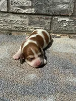 Misfit, a male Miniature Dachshund for sale in Paris, TX – 1 of 9