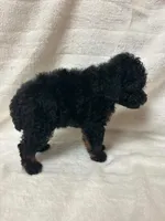 Zoro, a male Poodle - Toy  for sale in Paris, TX – 4 of 6