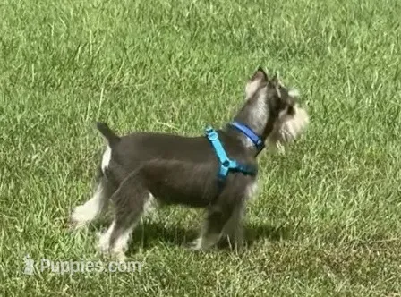 Zeke – Miniature Schnauzer puppy for sale in Paris, TX