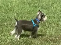Zeke, a male Miniature Schnauzer for sale in Paris, TX – 4 of 10
