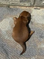 Rose, a female Miniature Dachshund for sale in Paris, TX – 6 of 10