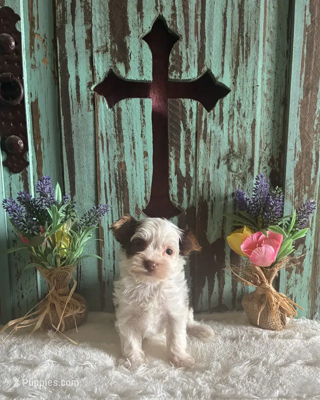Kane – Yorkshire Terrier puppy for sale in Paris, TX