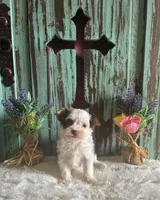 Kane, a male Yorkshire Terrier for sale in Paris, TX – 1 of 7