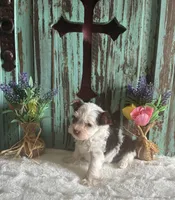 Kane, a male Yorkshire Terrier for sale in Paris, TX – 5 of 7