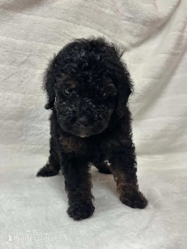 Zoro – Poodle - Toy  puppy for sale in Paris, TX