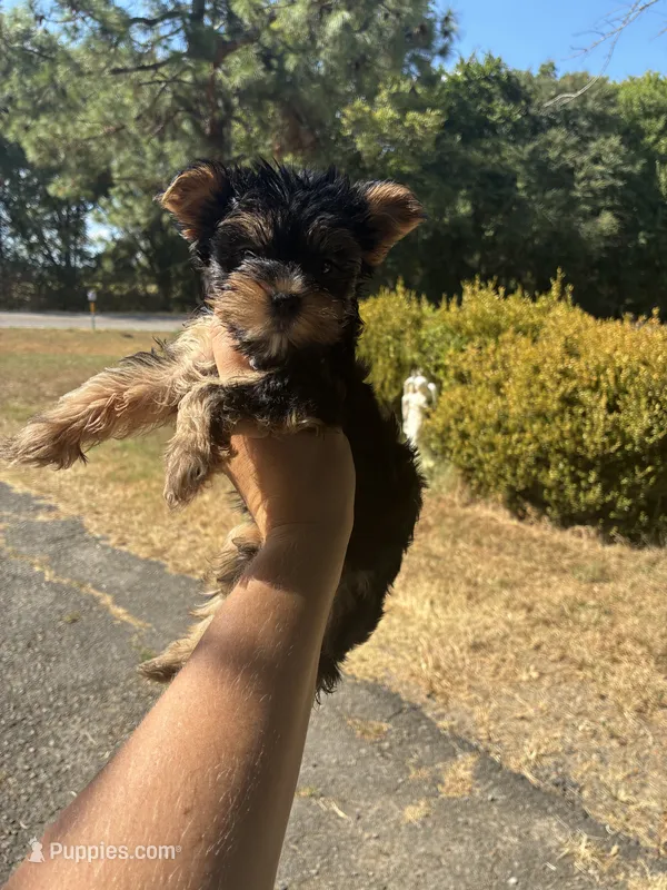 Eve – Yorkshire Terrier puppy for sale in Paris, TX