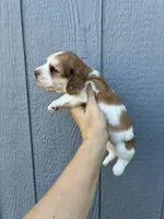 Misfit (dapple), a male Miniature Dachshund for sale in Paris, TX – 8 of 10
