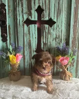 Lyla , a female Yorkshire Terrier for sale in Paris, TX – 3 of 8