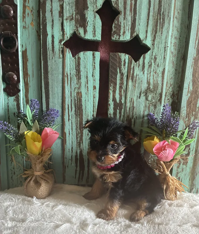 Lizzie – Yorkshire Terrier puppy for sale in Paris, TX