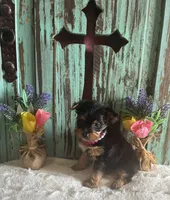 Lizzie, a female Yorkshire Terrier for sale in Paris, TX – 6 of 7