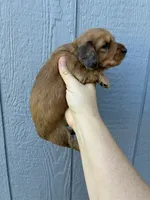 Rose (dapple), a female Miniature Dachshund for sale in Paris, TX – 8 of 10