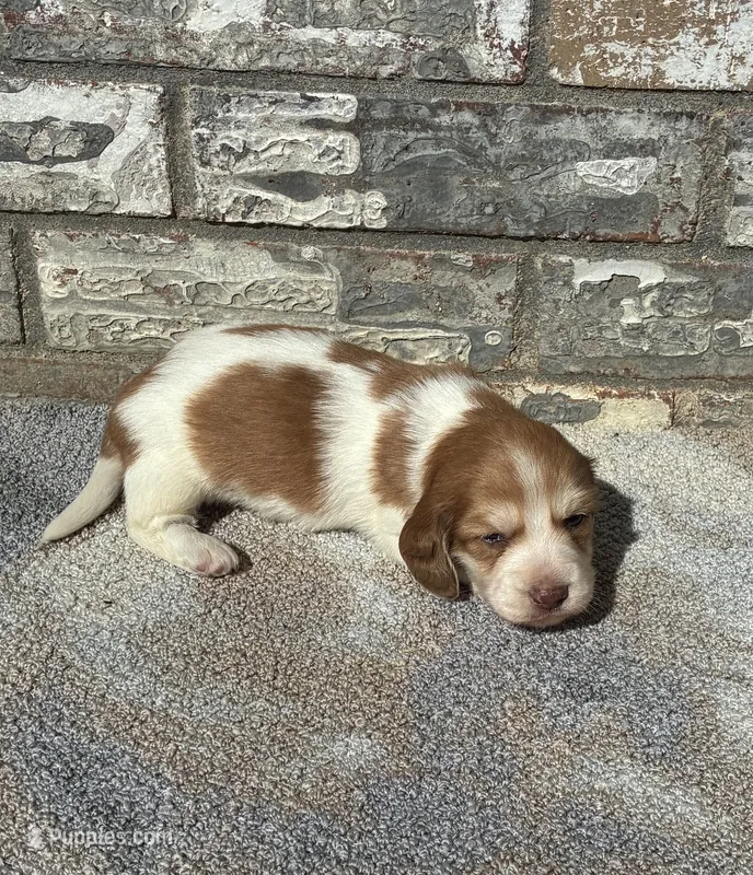 Misfit – Miniature Dachshund puppy for sale in Paris, TX