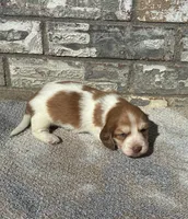 Misfit (dapple), a male Miniature Dachshund for sale in Paris, TX – 2 of 10