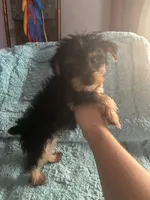 Lizzie, a female Yorkshire Terrier for sale in Paris, TX – 2 of 9