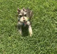 Zeke, a male Miniature Schnauzer for sale in Paris, TX – 10 of 10