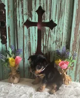 Lizzie, a female Yorkshire Terrier for sale in Paris, TX – 7 of 7