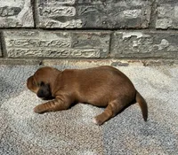 Rose, a female Miniature Dachshund for sale in Paris, TX – 5 of 10