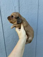 Rose (dapple), a female Miniature Dachshund for sale in Paris, TX – 10 of 10