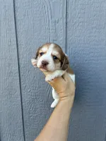 Misfit (dapple), a male Miniature Dachshund for sale in Paris, TX – 5 of 10