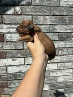 Rose, a female Miniature Dachshund for sale in Paris, TX – 9 of 10