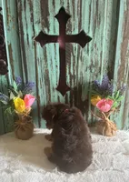 Lyla , a female Yorkshire Terrier for sale in Paris, TX – 4 of 8